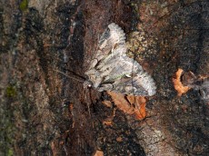 Allophyes oxyacanthae_имаго_3